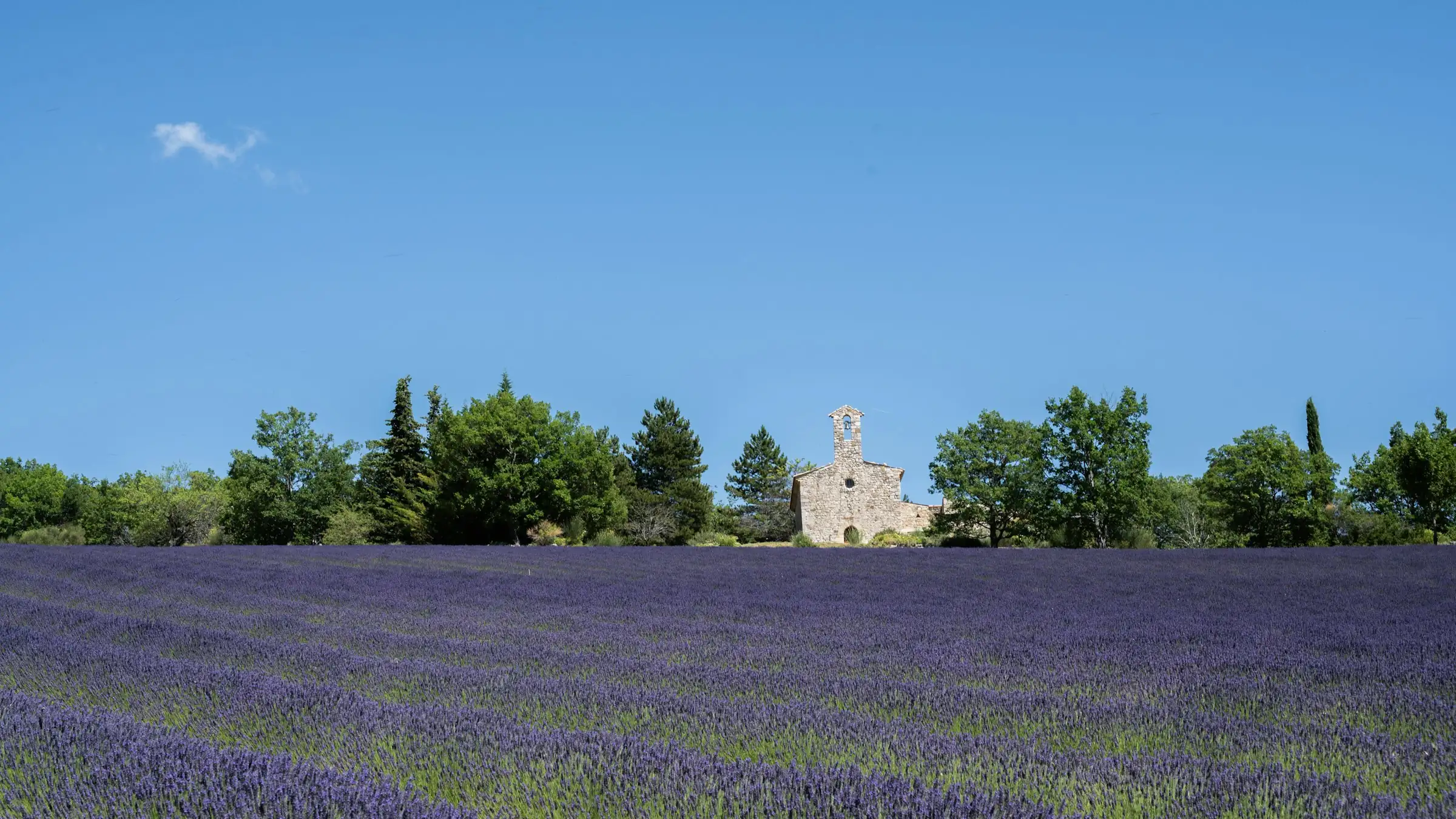 Lavande de la Drome